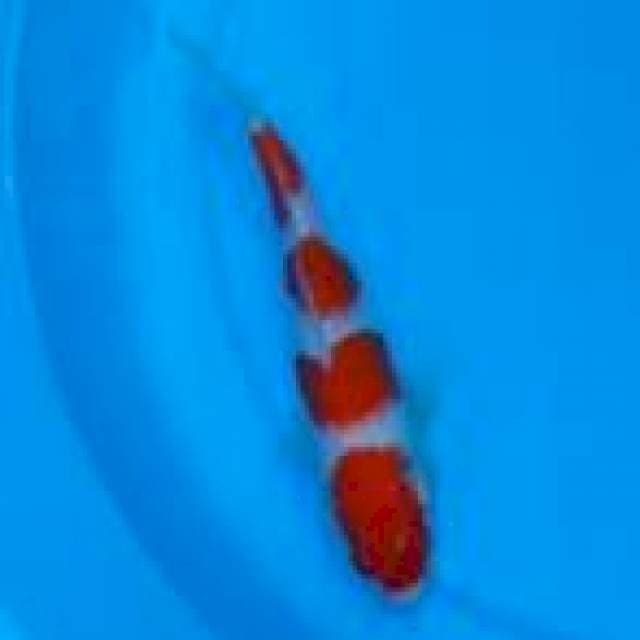 20CM - KOHAKU 4 ISTRIMIWIR