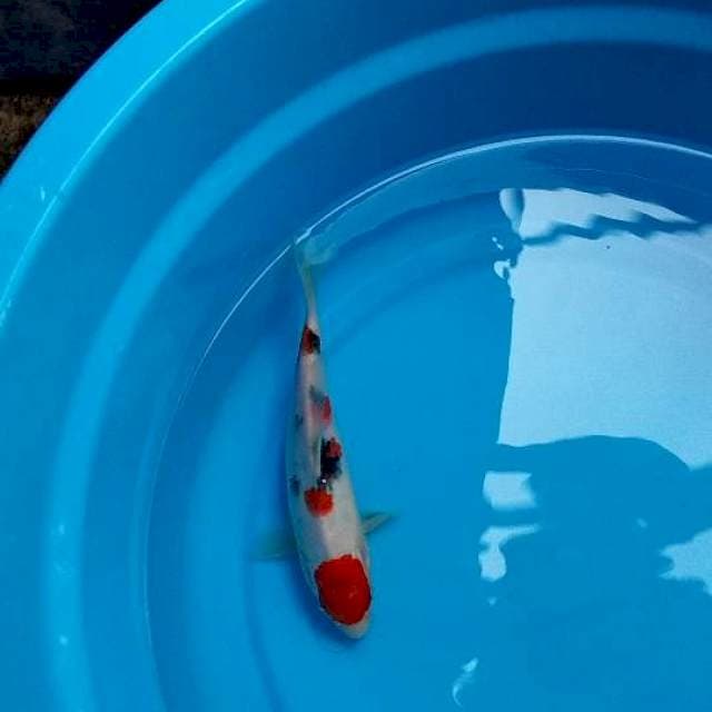 21CM - SANKE