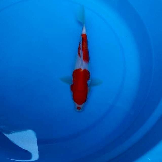 23 CM - KUCHIBENI KOHAKU