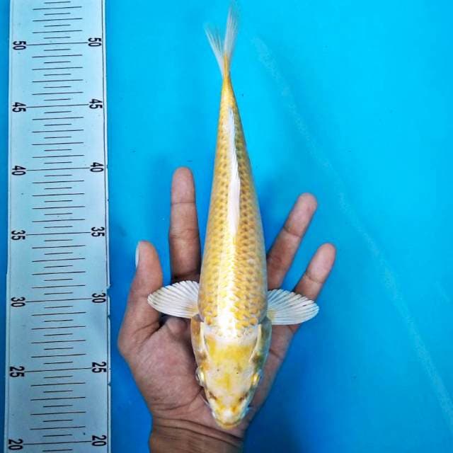 OGON #27CM