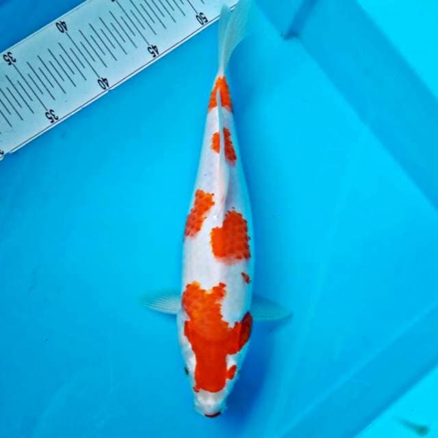 Kohaku original