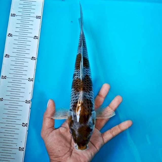 OCHIBA #32CM