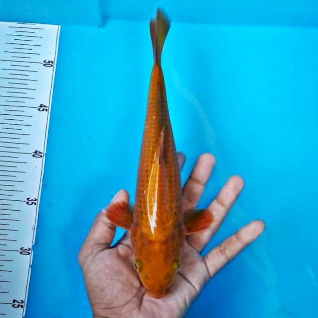 Tembaga*28cm