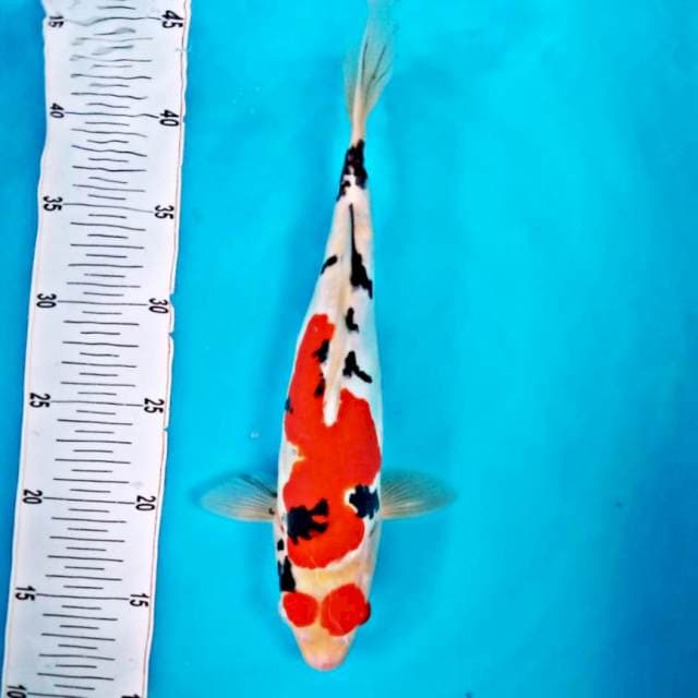 Sanke*34cm doitsu
