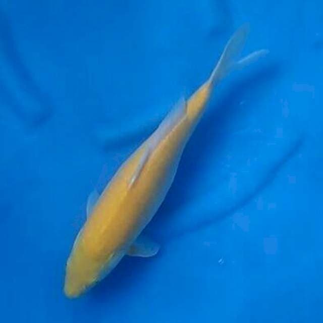 🐳 Red Eye Karasigoi Jinak 