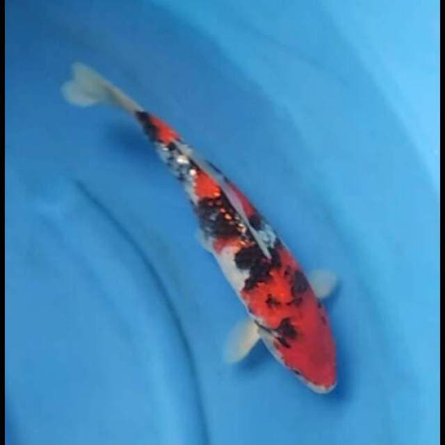 F1 Showa Full Ginrin