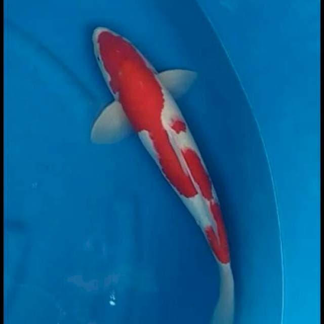 F1 Kohaku Calon Jumbo 🐳