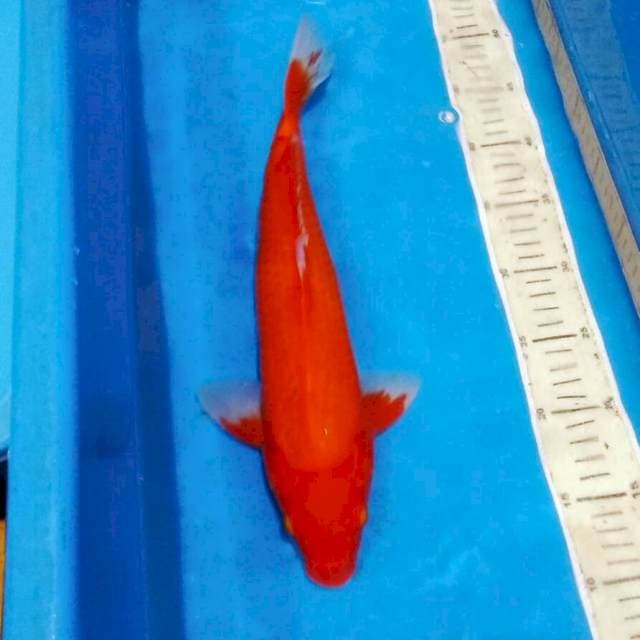Benigoi merah tembus perut