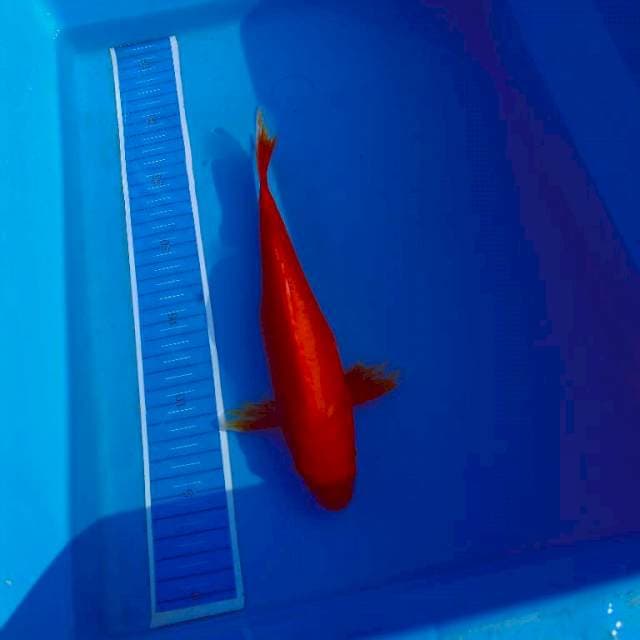 Benigoi super red