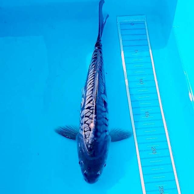 Soragoi nogo Sari