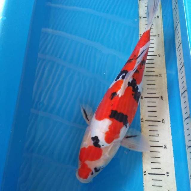 Tosai 40cm