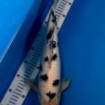 HQ Bekko male 40cm 