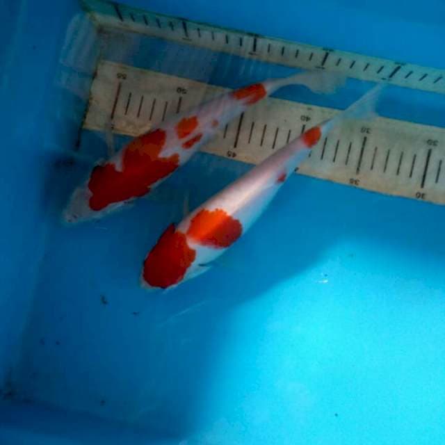 Mix koi 21cm