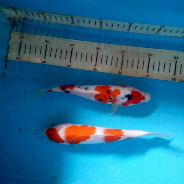 Mix 23cm