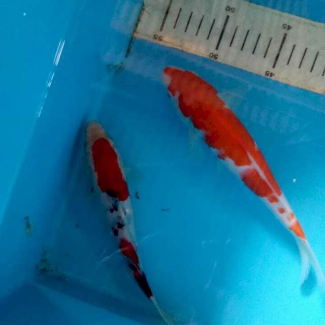Mix koi 18cm