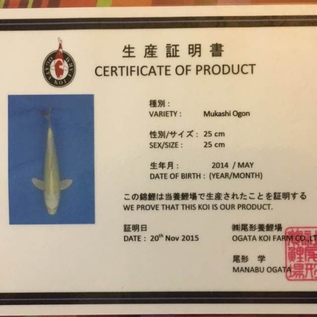 Mukasi ogon serti ogata