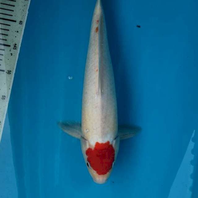 41cm Tancho ( M ) 