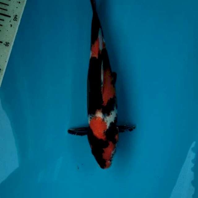 33cm Showa sanshoku ( M )