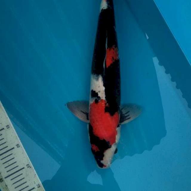 50cm Showa black premium ( M )