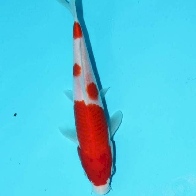 Kohaku dainichi serti breeder