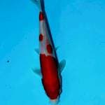 Kohaku dainichi  serti breeder