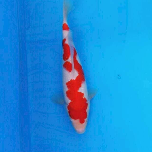 Kohaku