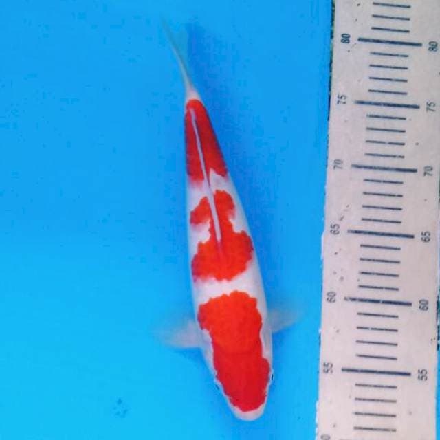 Sandan Kohaku