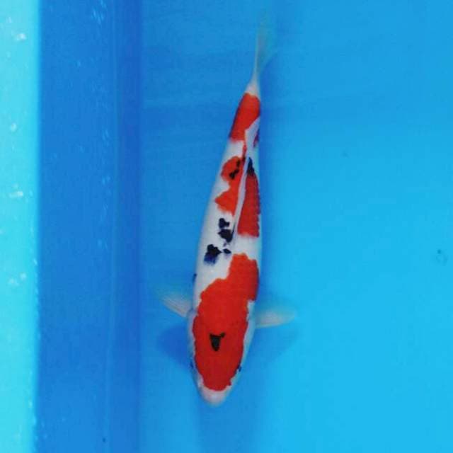 Sandan Taisho Sanshoku
