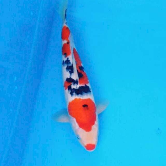Kuchibeni Taisho Sanshoku