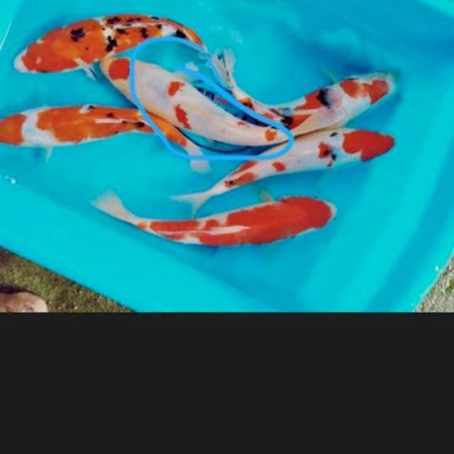 Mix koi..