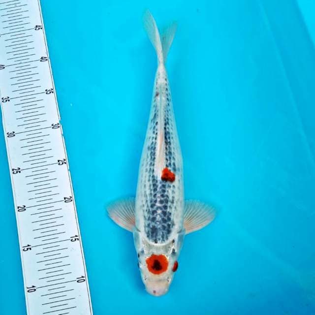 TANCHO #32CM