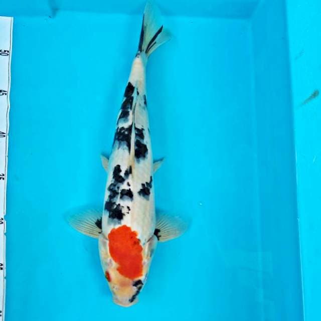 TANCHO #35CM