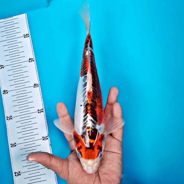 GOSHIKI #28CM