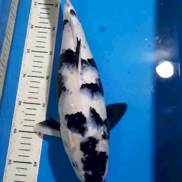 SHIRO 40 CM