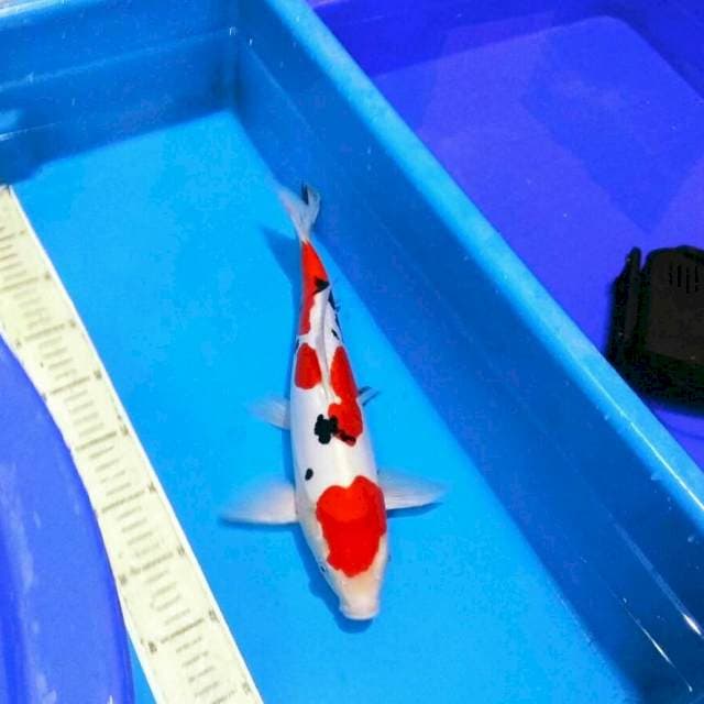 Sanke doitsu murni merah merona