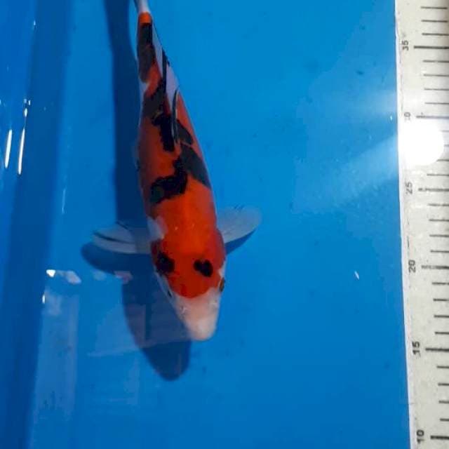 SANKE DOITSU 26 CM