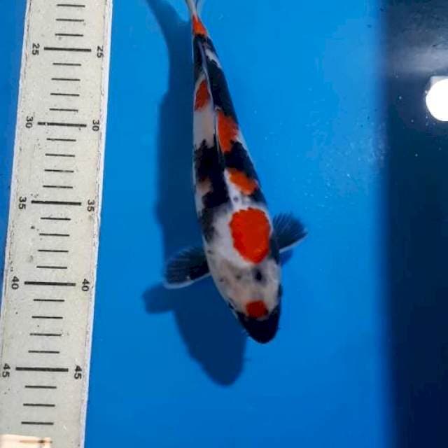 SHOWA KINDAI 24 CM