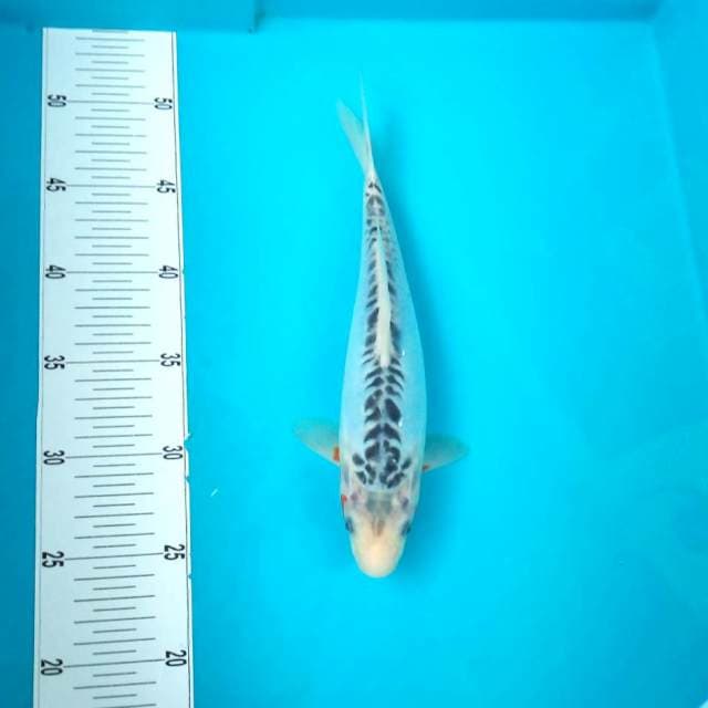 SHUSUI #27CM