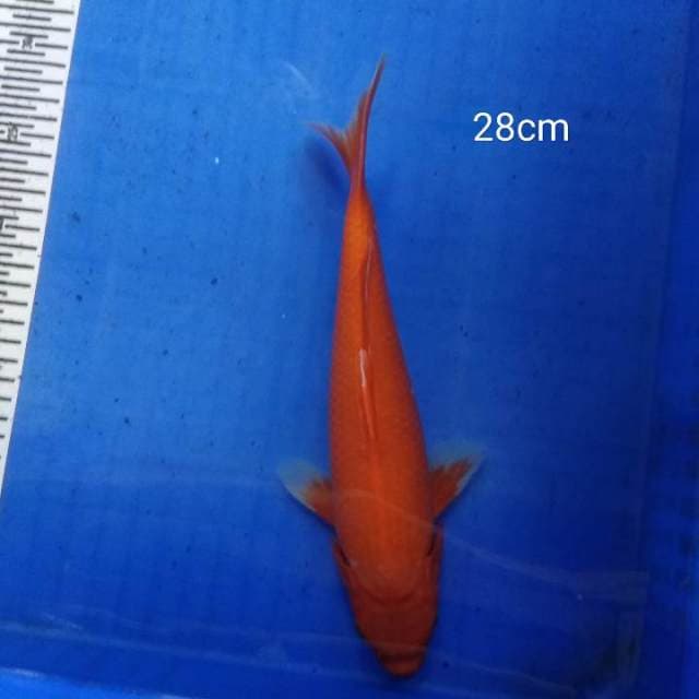 HDKOI