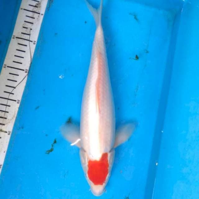 ORiGINAL TNCHO KOHAKU 33 cm