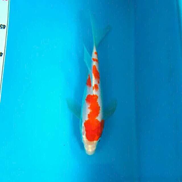 KUMPAY KOHAKU