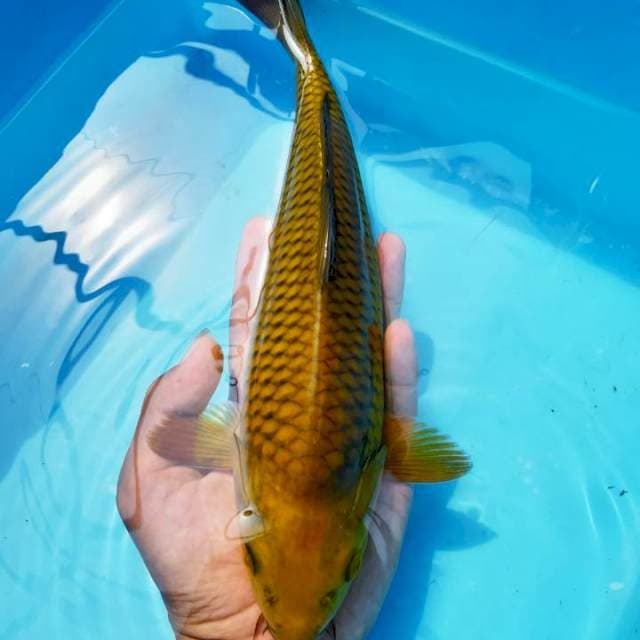 Sip cagoi 29cm
