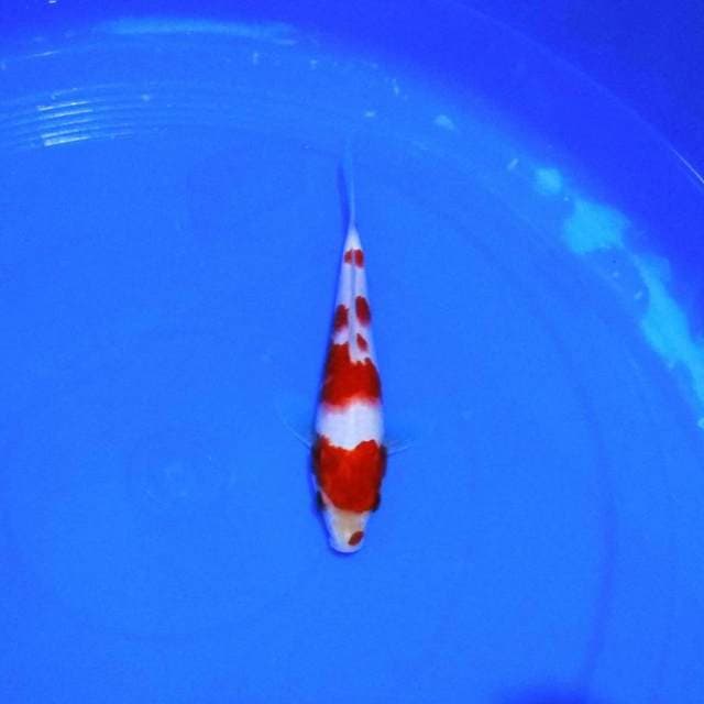 Kohaku gondan original 25cm