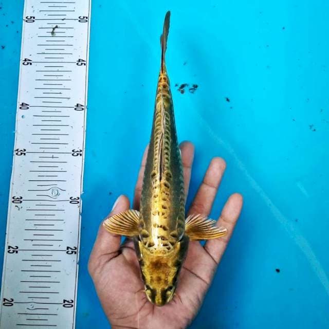 Muladi gold * 28cm