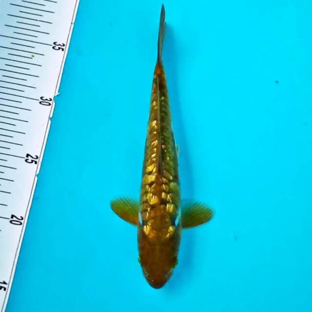 Chagoi ginrin*25cm aragoke