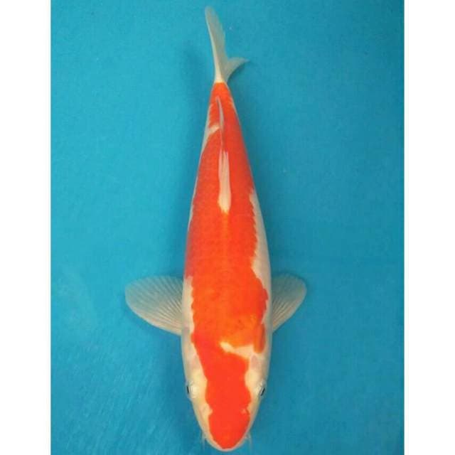 Okawa Kohaku