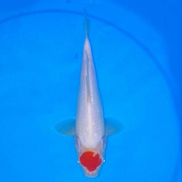24 CM - TANCHO BEGITU