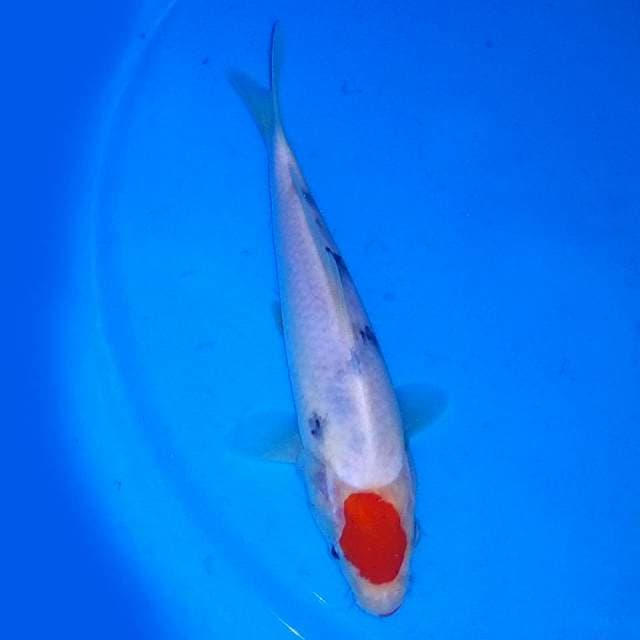 19 CM - TANCHO SANKE