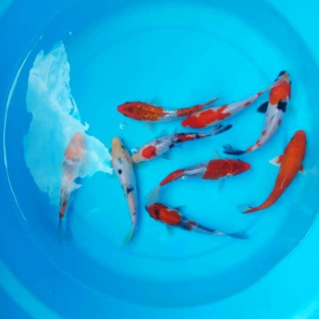 mix