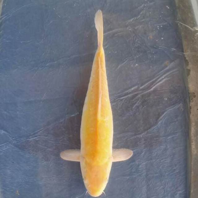 Karasi 36cm